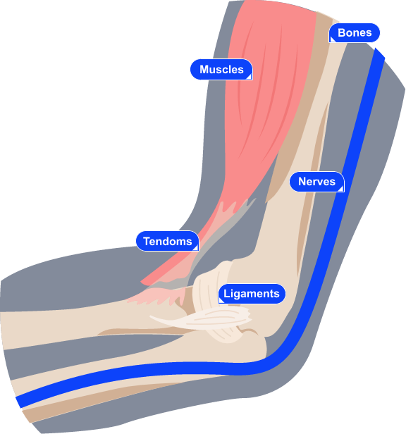 impression of the muscles